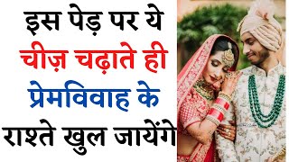 इस पेड़ पर ये चीज़ चढ़ाते ही प्रेमविवाह के राश्ते खुल जायेंगे | premvivah ke liye upay|  -8107175095