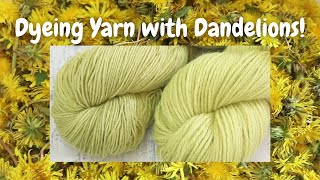 Dyepot Weekly #231 - Cool Vat Mordant and Dyeing Yarn with Dandelions!