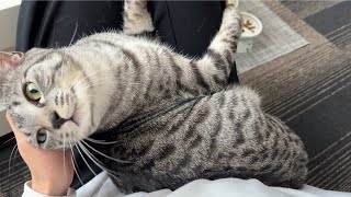 【まるで犬】甘えんぼすぎてわんこみたいな猫がすごい