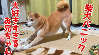 柴犬の大好きなお兄ちゃんが3ヶ月ぶりに来てくれた！