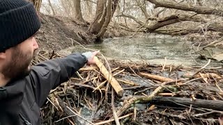 “BEAVERS OCEANIC MISTAKE” Massive Beaver Dam Removal Unleashes A Tidal Wave