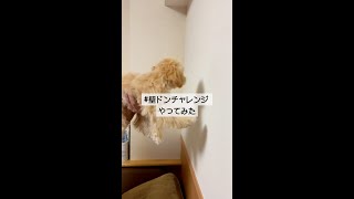 壁ドンチャレンジ犬やってみた。#shorts#壁ドンチャレンジ犬#壁ドンチャレンジ#マルプー