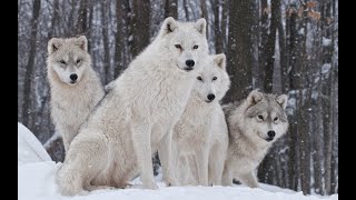 Winter In The Alps Wildlife Nat Geo wild National Geographic Documentary 2020 HD 4k 8k in english