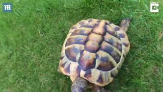 He bites and headbutts: Meet the world's angriest tortoise