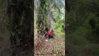 pemburu paling tertua di porbi sumbar #anjingpemburu #doglover #boarhunting #shortvideo