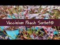 Vaccinium Peach Sorbet® at Prides Corner Farms