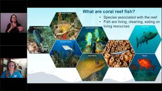 NOAA Live! Webinar 88 - Fin-tastic Fun with Coral Reef Fish Surveys