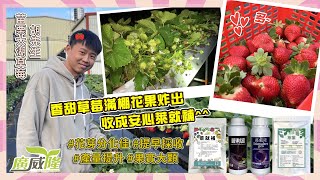 🍓萊就補+萃葉+藻威隆＋蘴利富_胡大哥的草莓飽滿碩大，每株都結實纍纍😘安心收成萊就補啦😁_苗栗大湖_胡大哥