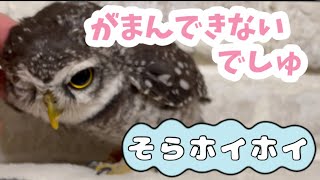 ふくろうの空🦉ベタ慣れふくろうは、それを我慢できない🦉💕