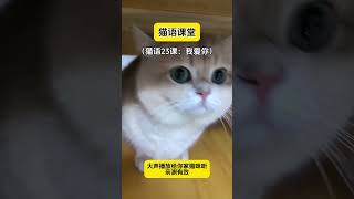 猫咪：人啊你怎么会说话了猫咪 十级猫语 小猫都会说话了