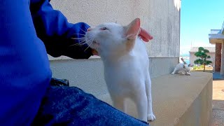 路地裏で出会った子猫、撫でるとゴロゴロ喜んでカワイイ