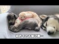 ハスキー犬に育てられた子猫は2年後こうなりました...