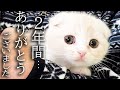 ハスキー犬に育てられた子猫は2年後こうなりました...