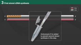 NEBNext Ultra II Directional RNA Workflow