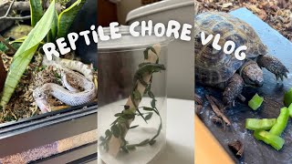 Reptile Chore Vlog!