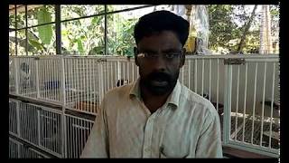 How to treat weight loss in pigeons by Ummer babu edakkara