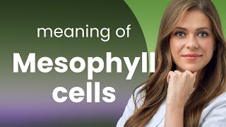 Mesophyll Cells: The Powerhouses of Plant Life