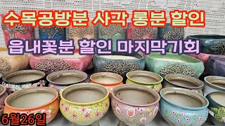 6월26일 토끼네화분 #수목분# 수공방분 # 캔디분# 빨간머리앤 #