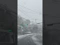 猫 cat 雪 冬 長崎 長崎市 shorts snow 猫動画 猫のいる暮らし ねこ癒やし 猫好きさんと繋がりたい 癒し動画