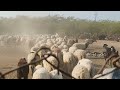 goat and sheep sound effect