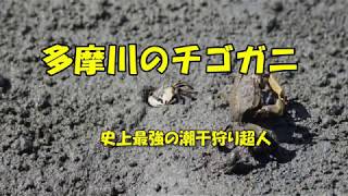 多摩川河口のチゴガニ