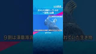 【いよいよ!】目玉は西日本で唯一のシャチのショー「神戸須磨シーワールド」6月1日オープン　#shorts #読売テレビニュース #お出かけ