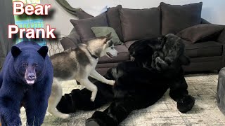 Husky Pranked By Big Black Bear!