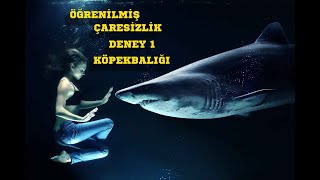 Öğrenilmiş Çaresizlik Sendromu Deneyi 1 ( Köpek Balığı)