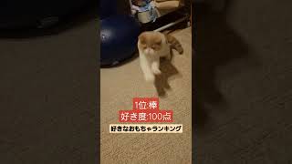 好きなおもちゃランキング #エキゾチックショートヘアー #子猫 #もちこ