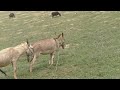 Male donkey meeting with Female donkey First time| Animal breading | Animal Meeting |