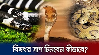যে সাপের কামড়ে সবচেয়ে বেশি মানুষ মারা যায় | Venomous Snakes in Bangladesh | Jamuna TV