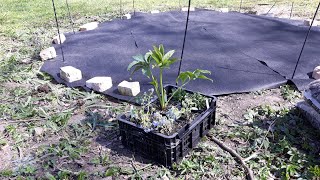 planting flowerbed