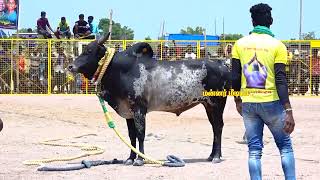 காளையார்கோவில் IOB  பாலா அவரது காளை VS மதுரை மாவட்டம் கலியுக பெருமாள் குழு வீரர்கள்