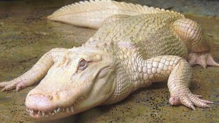 Rare Albino Alligator Finds Tranquility in Safe Space