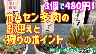 【多肉植物】🪙3苗で480円❗️ ホムセン多肉のお迎えと狩りのポイント