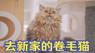 赛尔凯克卷毛猫独自去新家，猫妈妈依依不舍的告别