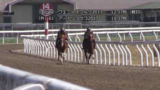 ヴェニーズワルツ2017　アートリョウコ2017　トレーニングセールリハーサル調教