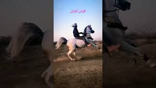 ماشالله #الخيل #horses #الحصان #الحصان_العربي #الحصان_البني #الحصان_العربي #الخيل_العربيه