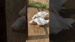 American Pekin duck/ White Pekin. Egg colour white or tinted#shorts                #farmanimals