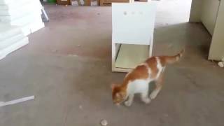 Kedi Yakalama Kapanı Kullanımı (Test)