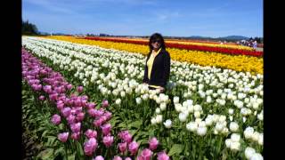 @TULIP TOWN