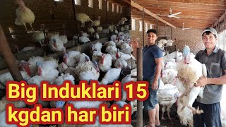 15 kg BIG INDUKLARI QANDAY SHAROITDA BOQILYAPTI