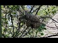 taveta golden weavers