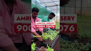 ఏటా 70 లక్షల బంతి మొక్కలు అమ్ముతాం #marigoldplants #banthinursery #rythubadi #chittoor