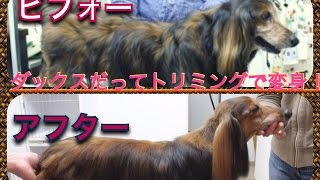 ダックス　トリミング　ドッグショー風カット　若返り！