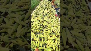 Sekali panen jagung dapat 1 Fuso full sampai tumpah #jagung #corn