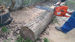 Husqvarna 395 XP oak wood cutting-first wood cutting test