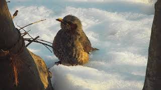 雪の中の餌を食べるヒヨドリ