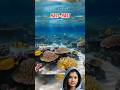 apa jadinya kalau air laut jadi bening #videoshorts #faktaunik #apayangterjadi #shorts