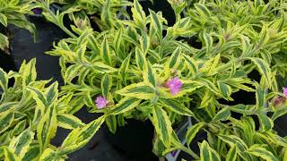 Silene dioica 'Clifford Moor' (Variegated Campion)